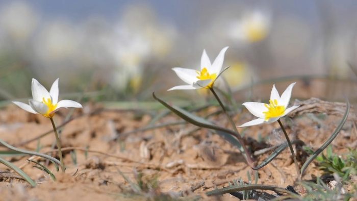Тюльпан двуцветковый астраханская область