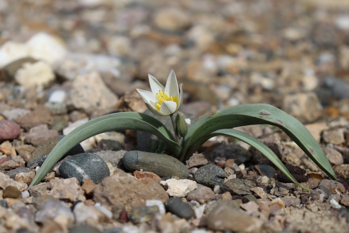 Тюльпан двуцветковый крым