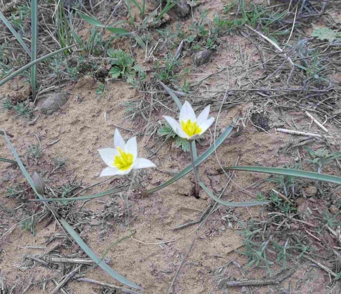 Подснежник желтый приморский