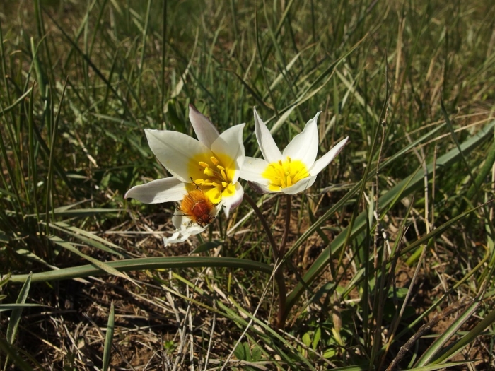 Тюльпан биберштейна в калмыкии