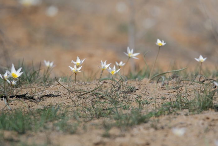 Тюльпан двуцветковый астраханская область