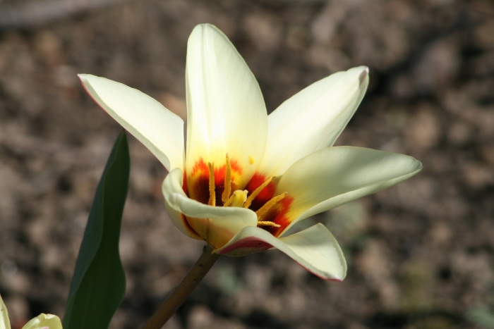 Tulipa kaufmanniana тюльпан кауфмана