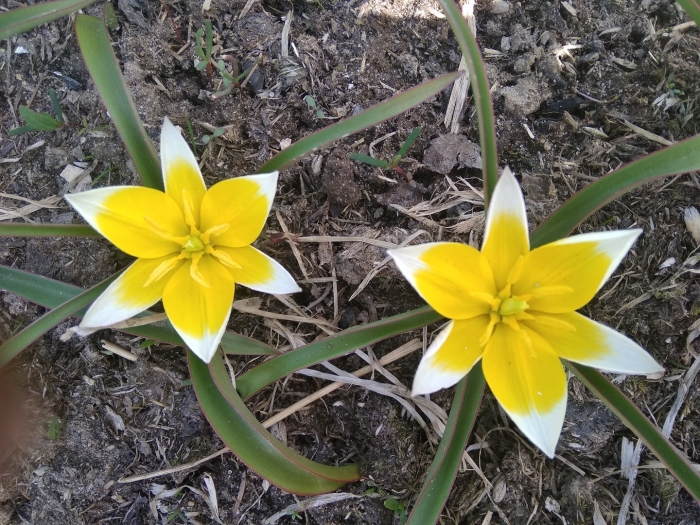 Тюльпан тарда дасистемон