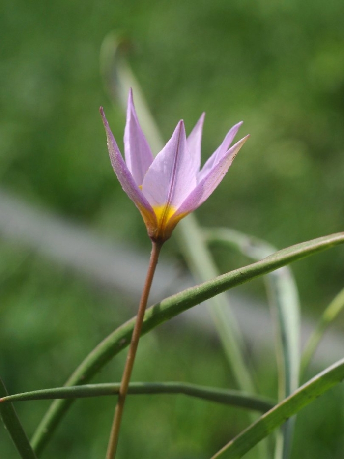 Tulipa patens