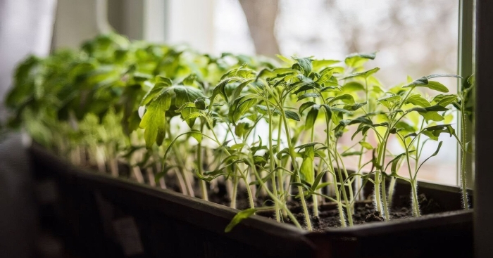 Рассада томата