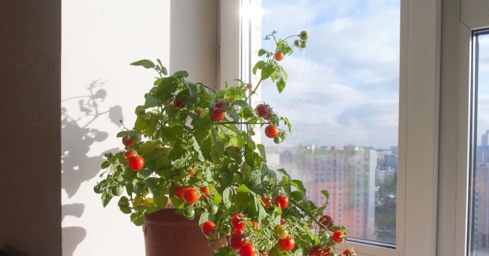 Комнатные помидоры на подоконнике