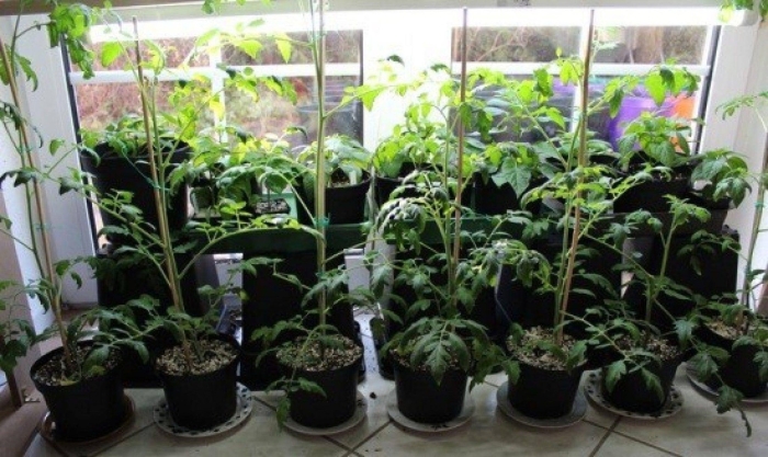 Рассада томатов выращивание в домашних условиях