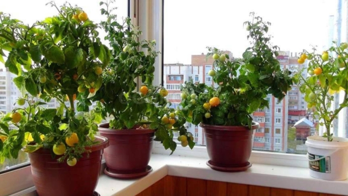 Балконное чудо