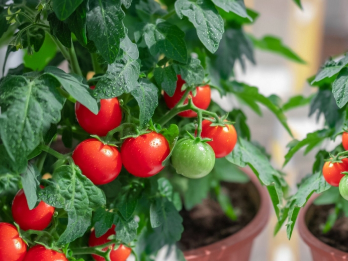 Помидор балконное чудо