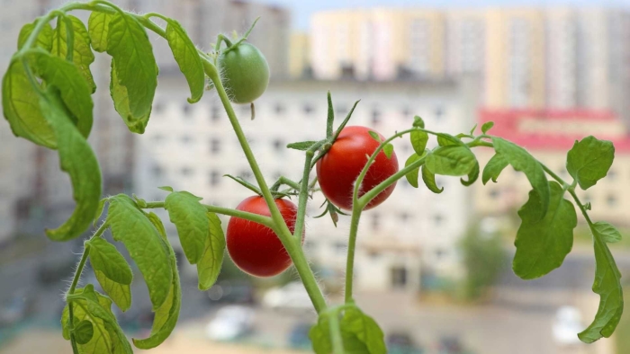 Куст помидора