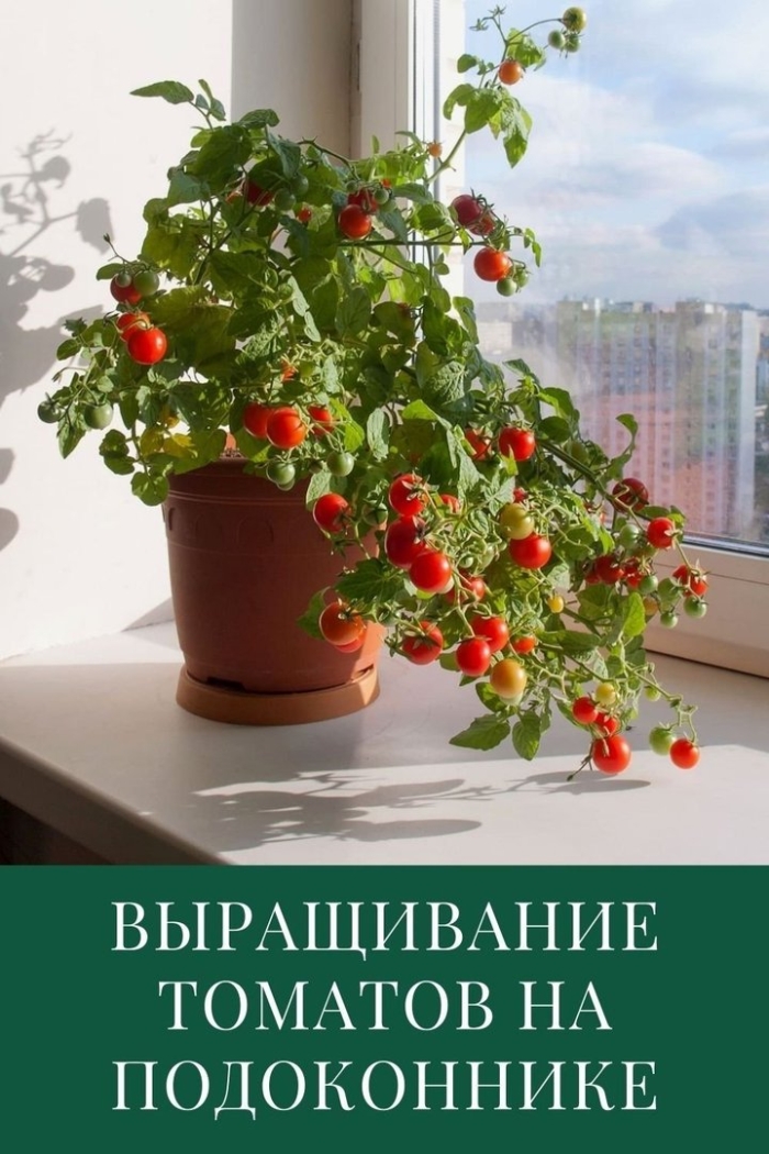 Помидоры на подоконнике
