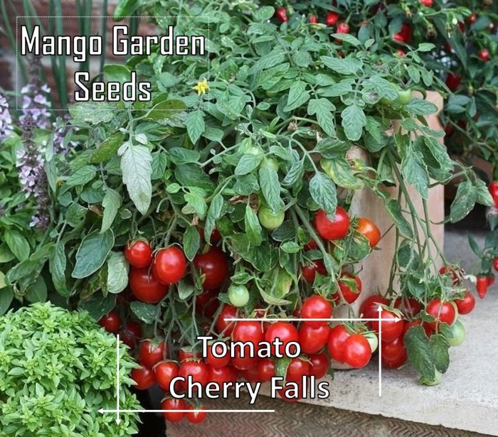 Томаты балконное чудо