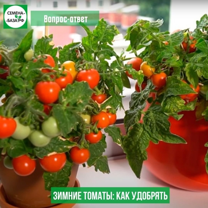 Томат черри балконное чудо