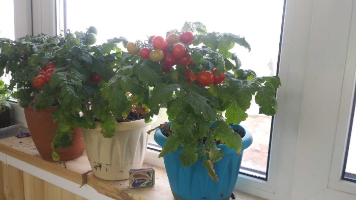 Помидоры черри пиноккио