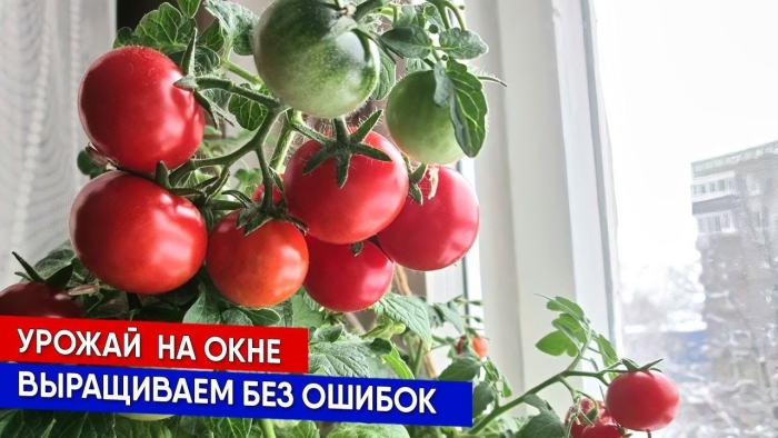 Урожай на окне