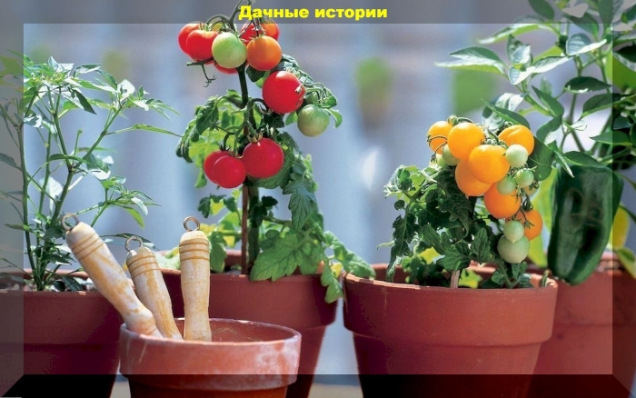 Помидорки черри