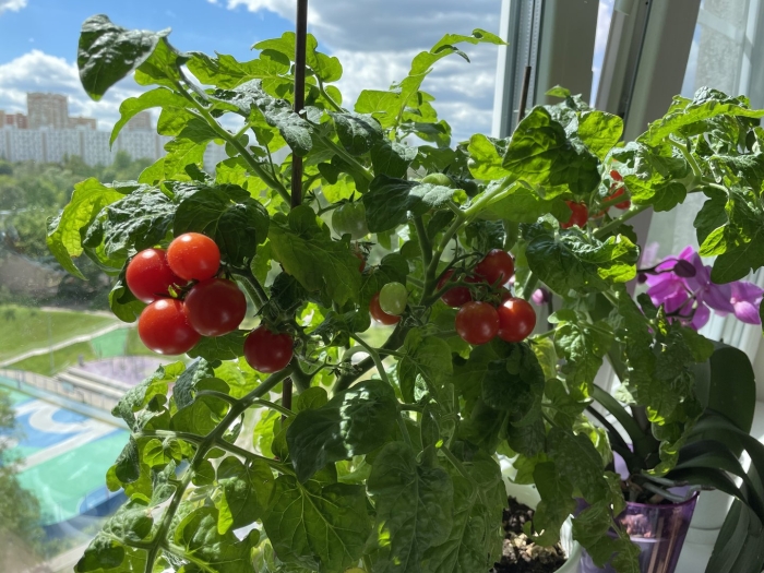 Помидоры черри на подоконнике