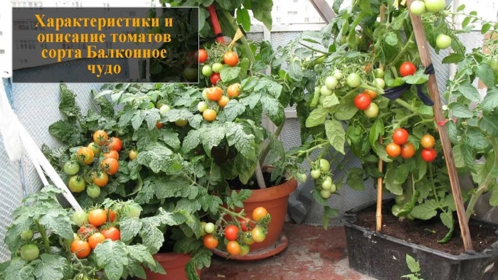 Томат балконное чудо партнер