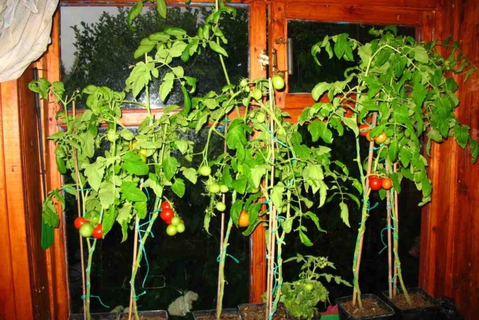 Балконное чудо помидоры выращивание пошагово дома