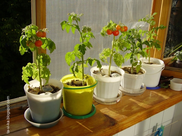 Помидоры на подоконнике выращивание