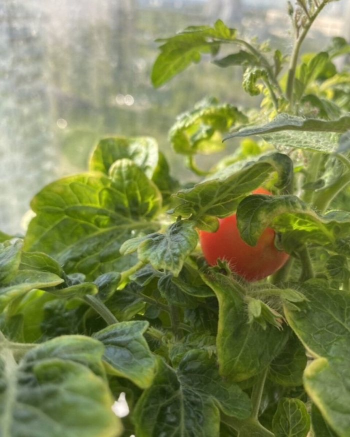 Томат чудо на окошке