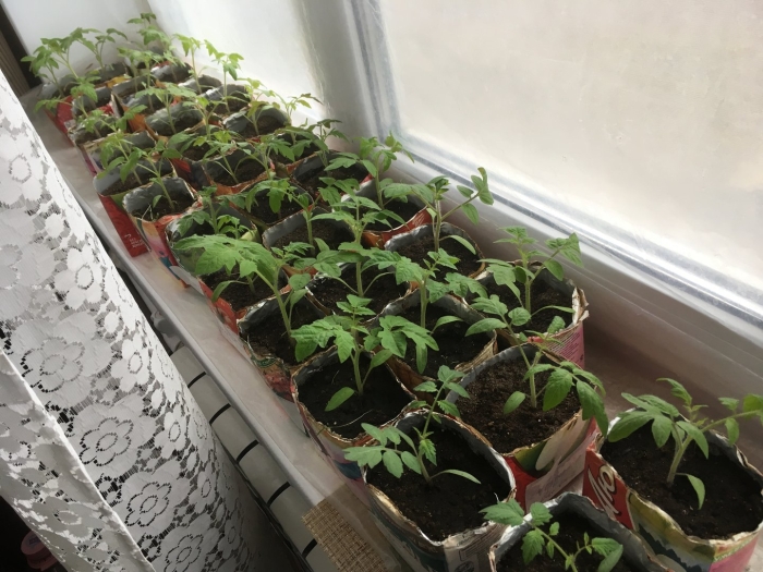 Выращивание рассады томатов в домашних условиях