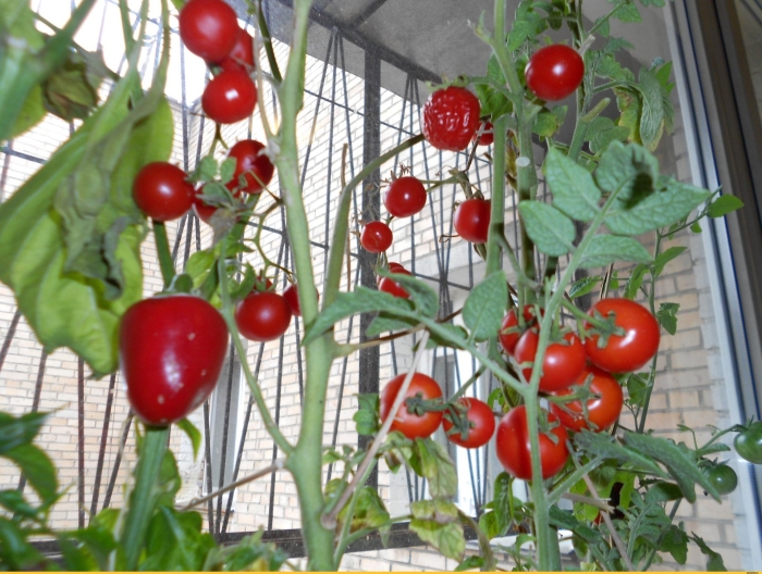 Сорт помидор бабушкин секрет