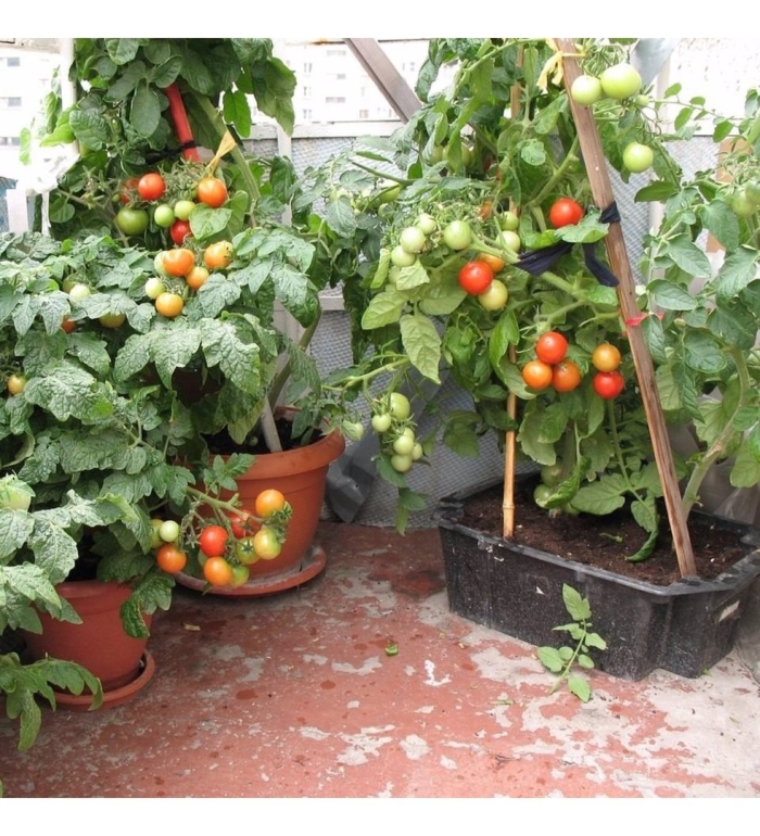 Балконное чудо помидоры