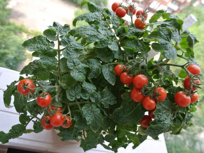 Томат вишневидный балконное чудо