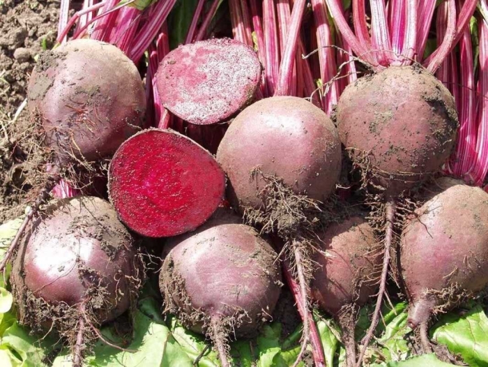 Свекла боро