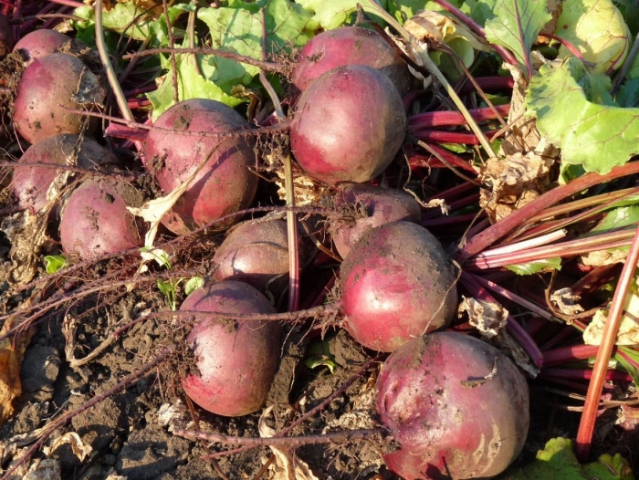 Свекла сорт пабло