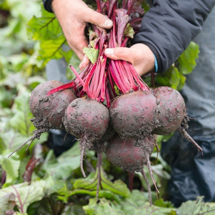 Свекла манзу