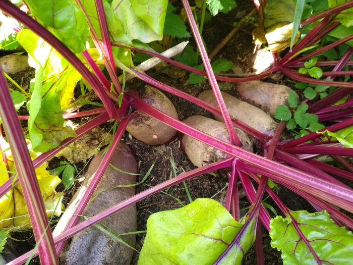 Сорта свеклы