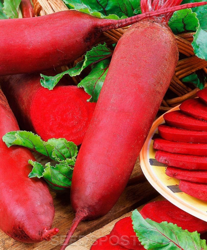 Свекла калипсо