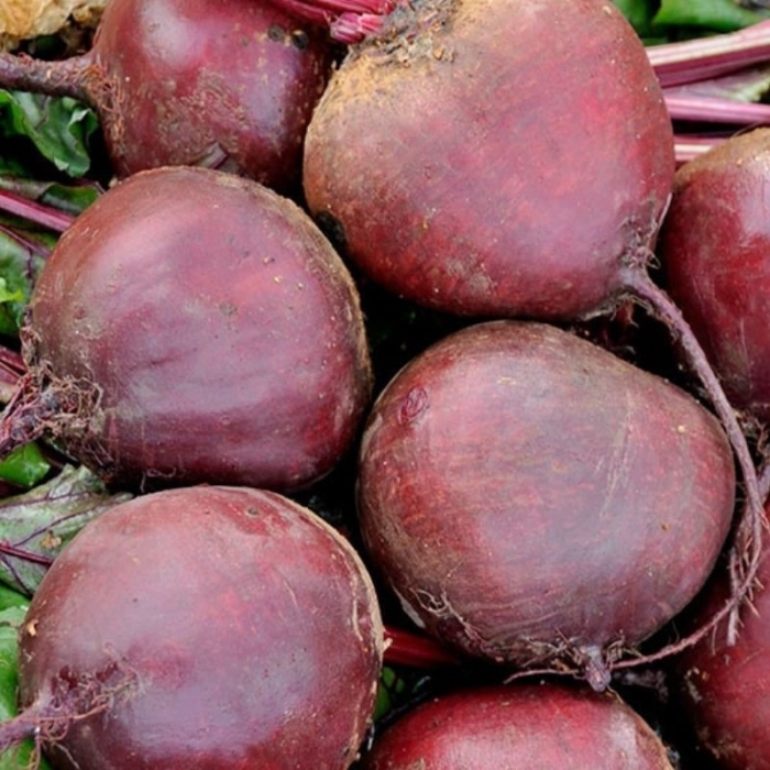 Свекла сорта