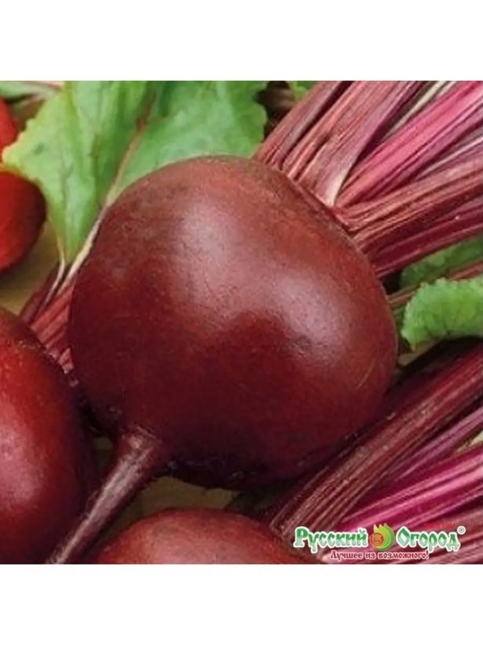 Свекла хавская