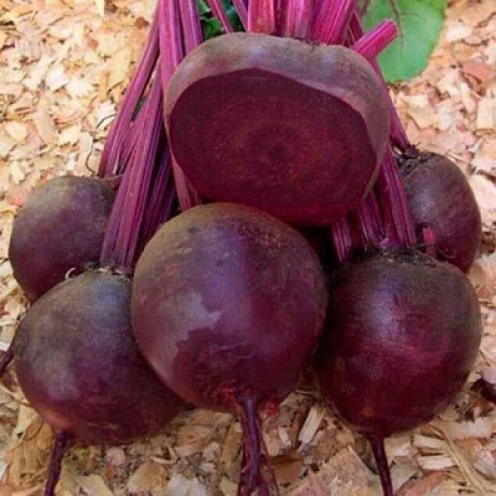 Свекла кестрел f1