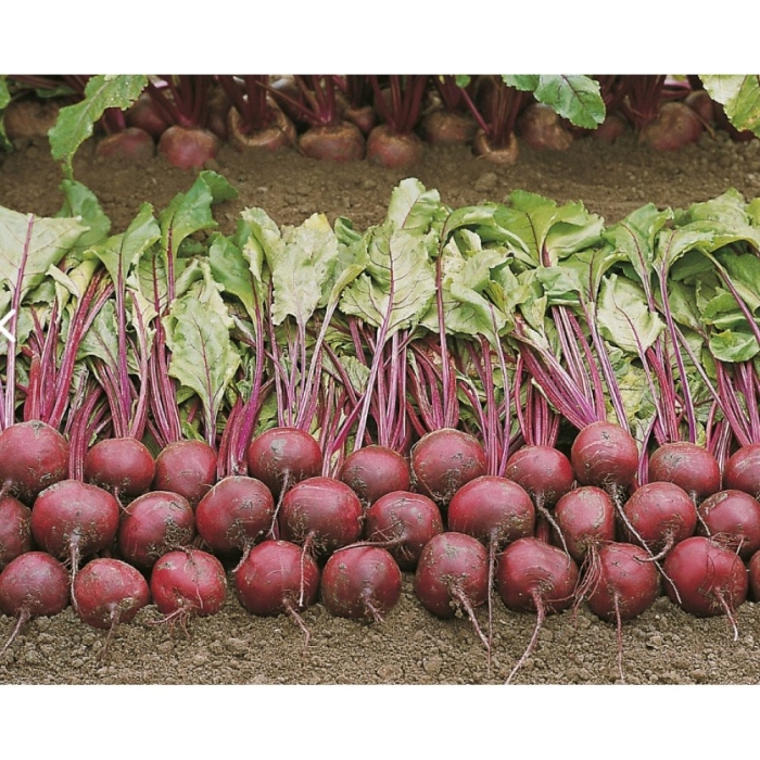 Свекла столовая пабло