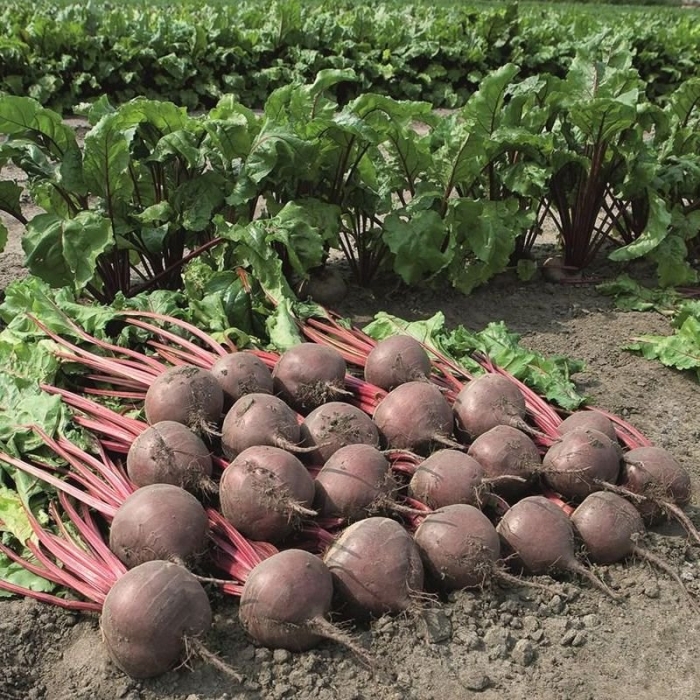 Свекла боро f1