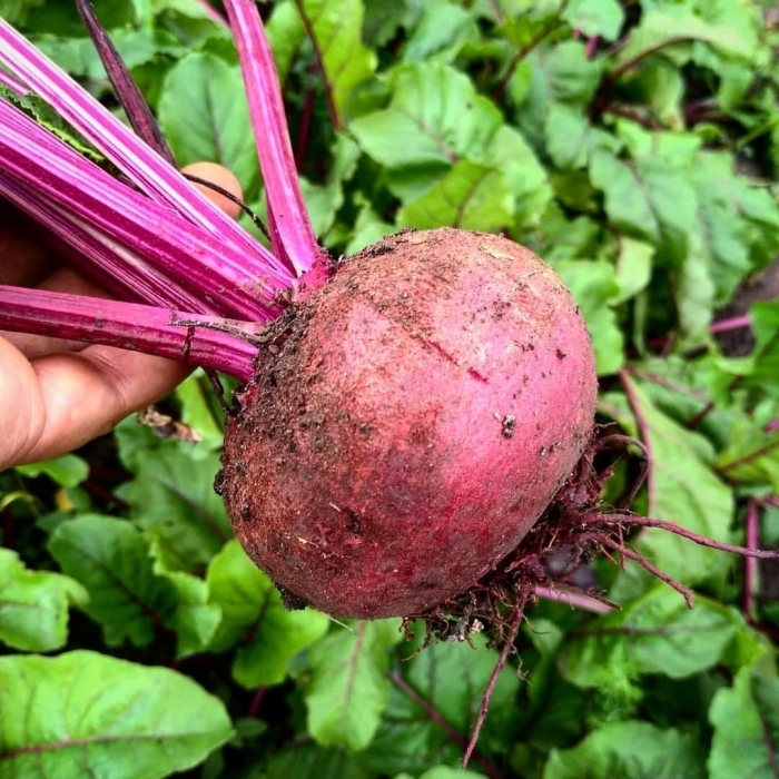 Свекла столовая кестрел f1