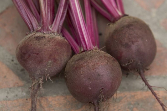 Свекла столовая бордо 237