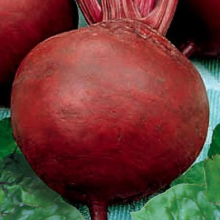 Аэлита свекла столовая бона