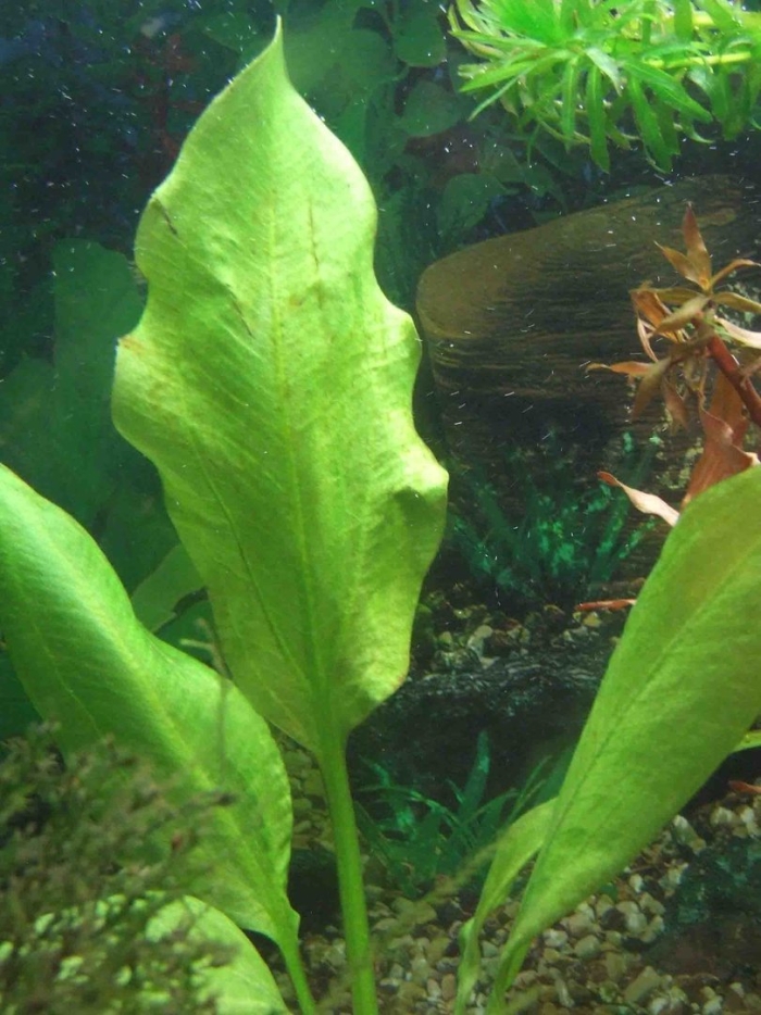 Эхинодорус блехера аквариумное растение