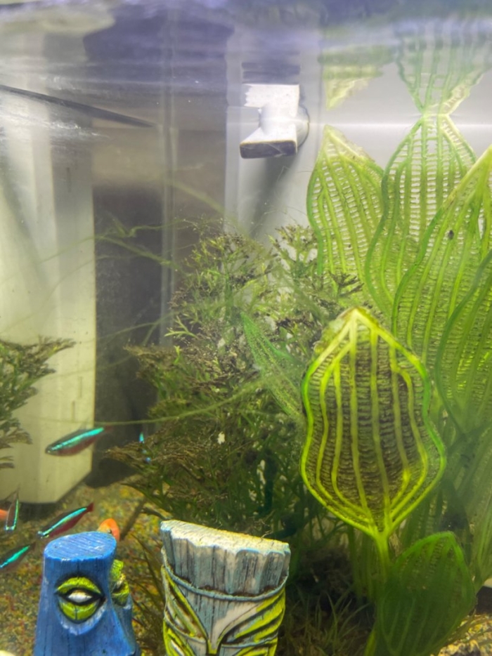 Водоросли в аквариум