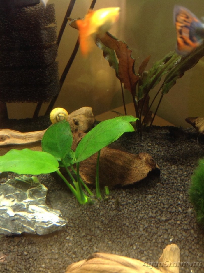 Аквариумные рыбки меченосцы барбусы