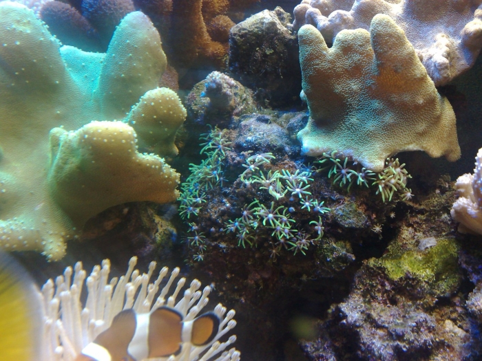 Бурые водоросли в морском аквариуме