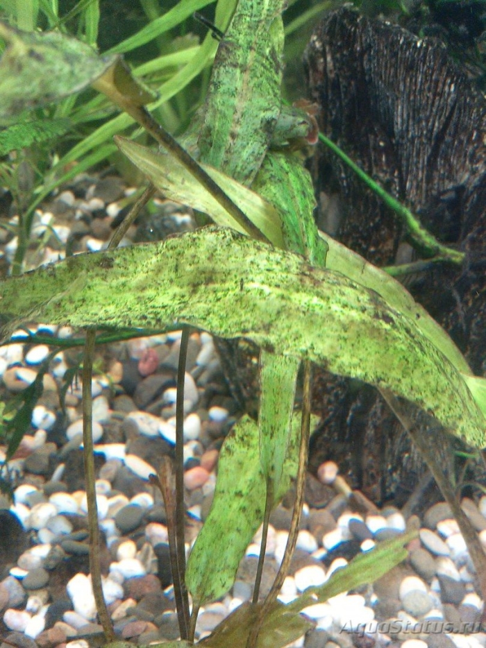 Аквариумное растение