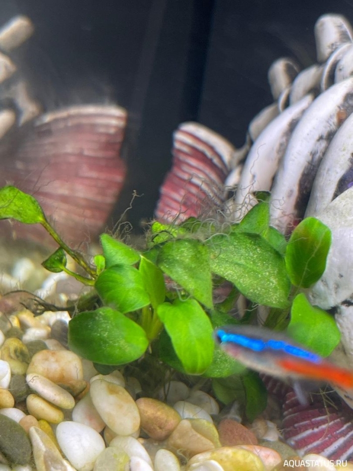 Неончики аквариумные рыбки