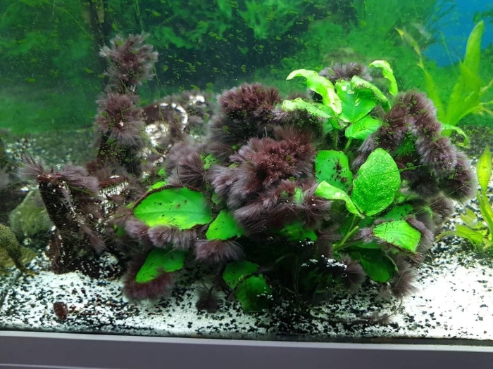 Водоросли черная борода