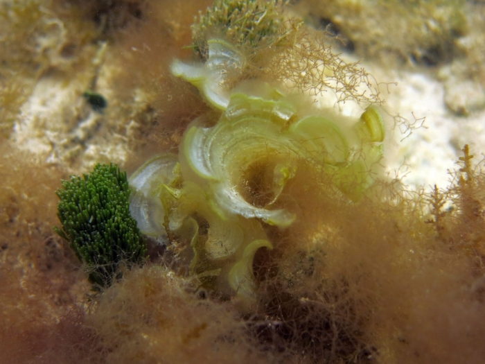 Падина водоросль